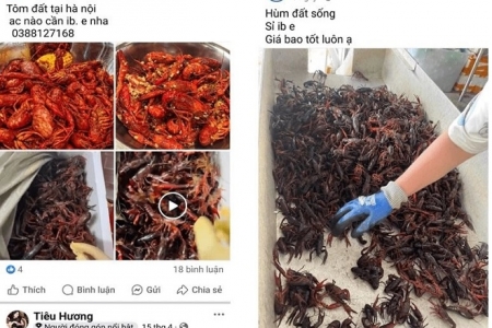 Thái Bình cảnh báo nguy cơ từ kinh doanh trái phép tôm hùm đất trên mạng