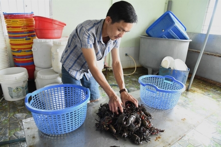 Cà Mau thực hiện Đề án phát triển kinh tế tập thể năm 2025