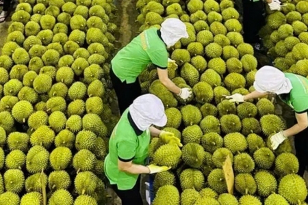 Giá sầu riêng hôm nay 27/4: Thị trường ổn định