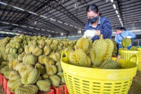 Giá sầu riêng hôm nay 28/4: Sầu riêng Thái, Ri6 tăng trở lại