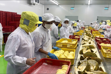 Xuất khẩu sầu riêng: Cần tập trung khoanh vùng các khu vực trồng an toàn