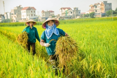 Giá lúa gạo hôm nay ngày 29/4: Giá lúa đảo chiều giảm
