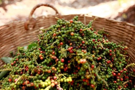 Giá tiêu hôm nay 29/4: Cao nhất 156,000 đồng/kg