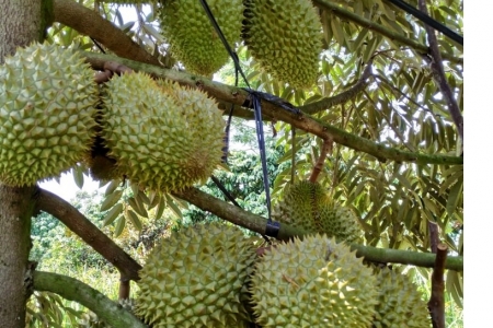 Giá sầu riêng hôm nay 30/4: Sầu Ri6 tăng