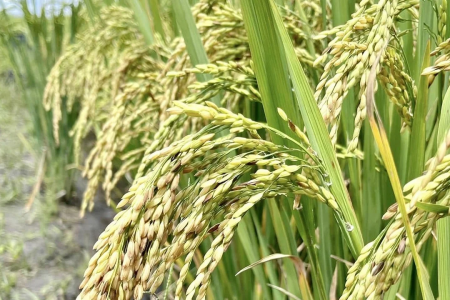 Giá lúa gạo hôm nay ngày 1/5: Bình ổn