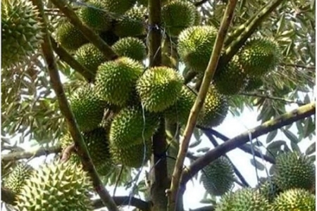 Giá sầu riêng hôm nay 1/5: Sầu Thái giảm từ 3.000 – 5.000 đồng/kg