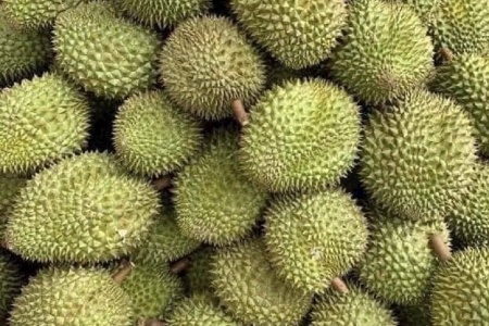 Giá sầu riêng hôm nay 2/5: Sầu Thái tăng nhẹ trở lại