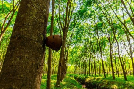 Giá cao su hôm nay 3/5: Tăng ở Nhật Bản và Singapore