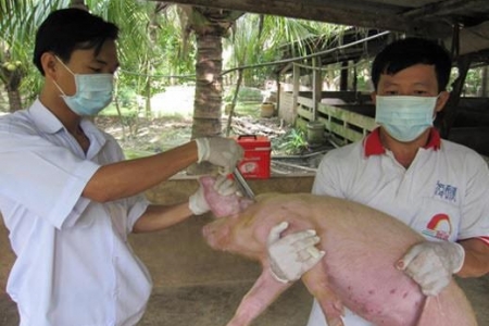Xuất cấp vắc xin lở mồm long móng cho 30 địa phương