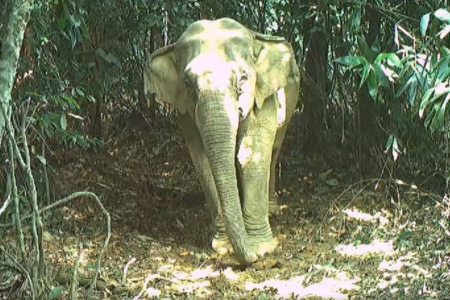 Ghi nhận hình ảnh nhiều động vật hoang dã cực kỳ quý hiếm tại Vườn Quốc gia Vũ Quang