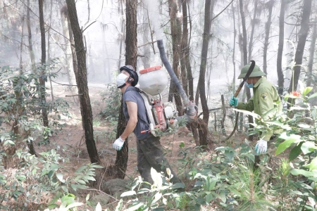 Hà Tĩnh: Xuất hiện sâu róm phá hoại rừng thông trên diện rộng