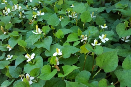 Loại rau Việt nồng mùi, ít ai thích ăn nhưng lại có khả năng phòng bệnh cực mạnh