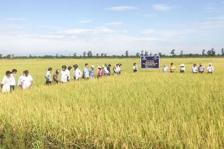 Quảng Trị phê duyệt vùng quy hoạch hơn 7.557 ha trồng lúa năng suất, chất lượng cao