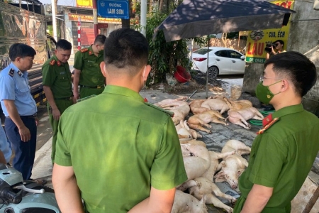 Vĩnh Phúc: Phát hiện và tiêu hủy gần 800kg thịt lợn bốc mùi hôi thối tại nhà hàng
