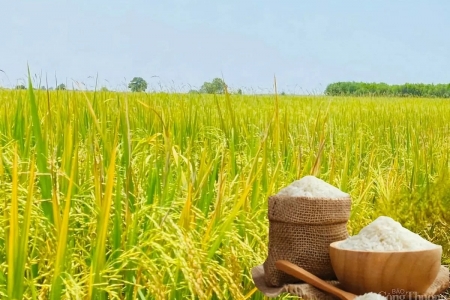 Giá lúa gạo hôm nay ngày 16/5: Giá lúa đảo chiều giảm