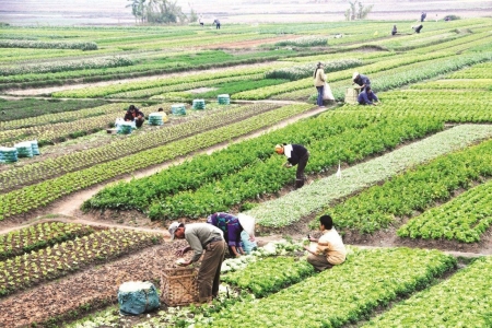 Miễn thuế sử dụng đất nông nghiệp phải đúng đối tượng, đúng mục đích, tránh lãng phí nguồn lực