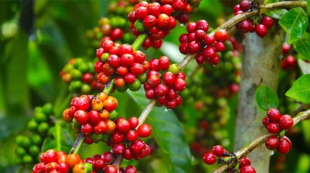 Giá cà phê hôm nay 22/5: Giảm 1,500 đồng/kg