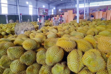 Giá sầu riêng hôm nay 22/5: Sầu Thái, Ri6 giảm ngày thứ 2 liên tiếp