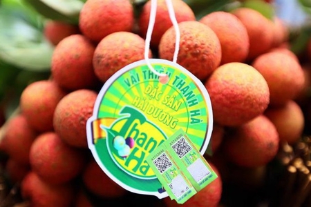 Hải Dương chuẩn bị tốt công tác xuất khẩu vải thiều đi nước ngoài