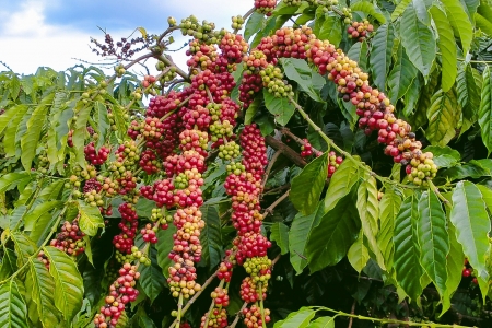 Giá cà phê hôm nay 24/5: Giảm nhiều nhất 3,300 đồng/kg