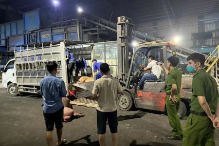 Tiêu hủy hơn 1 tấn thịt lợn không rõ nguồn gốc tại Vĩnh Phúc