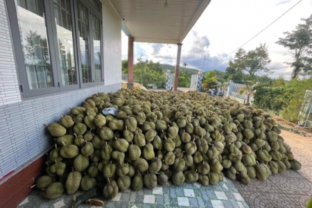 Đừng để sầu riêng đi theo vết xe đổ của thanh long