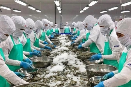 Trong 4 tháng, xuất khẩu tôm sang Trung Quốc tăng gấp đôi