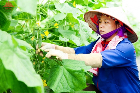 Vĩnh Phúc thúc đẩy kinh tế tư nhân phát triển nông nghiệp bền vững