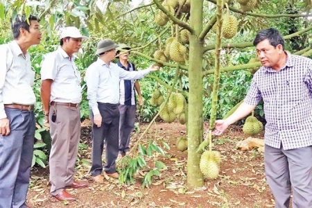 Quản lý mã số vùng trong xuất khẩu nông sản
