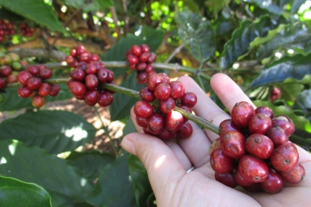 Giá cà phê hôm nay 29/5: Giảm 1,500 đồng/kg