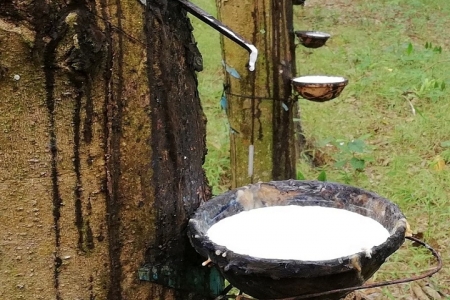 Giá cao su hôm nay 30/5: Biến động trái chiều trên sàn giao dịch