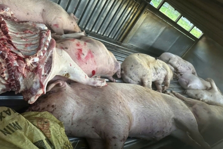 Quảng Trị: Phát hiện nhiều heo chết được đưa đến cơ sở giết mổ