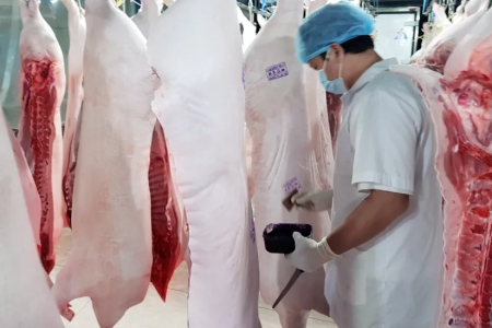 Quy trình tiêu hủy đối với lợn bị nhiễm dịch bệnh ra sao?