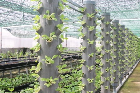 Bắc Ninh hình thành vùng chăn nuôi trọng điểm gắn với an toàn sinh học