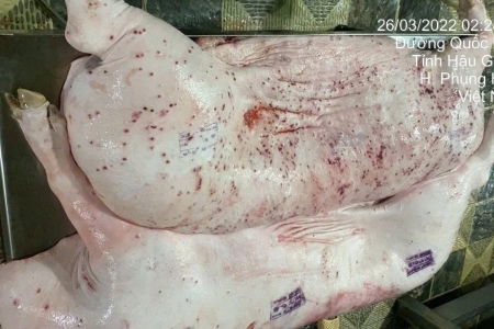 Công ty C.P Việt Nam bị tố bán thịt lợn bệnh: Bộ Nông nghiệp và Môi trường đề nghị Bộ Công an điều tra