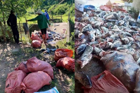 Làm rõ sự việc cá chết hàng loạt tại thủy điện hồ Kẻ Gỗ