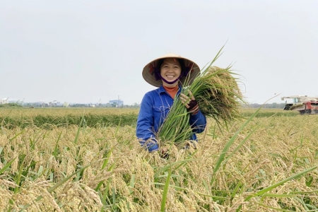 Hình thành thương hiệu gạo Việt từ sản xuất xanh, bền vững