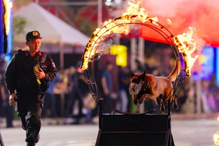 Mãn nhãn tuyệt đối với màn biểu diễn huấn luyện cảnh khuyển trong chương trình ‘Vinh quang Công an nhân dân’