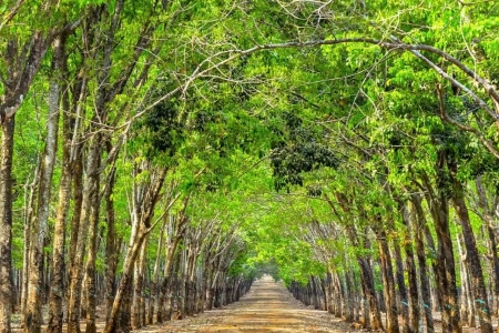 Giá cao su hôm nay 10/6: Hợp đồng cao su tương lai tăng trên sàn Tocom