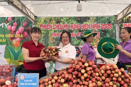 Từ gốc cây cổ ở thôn quê đến quả vải triệu đồng: Hành trình “lên đời” của vải trứng Hưng Yên