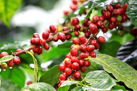 Giá cà phê hôm nay 12/6: Giảm mạnh 3,000 đồng/kg