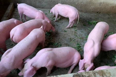 Giá heo hơi hôm nay 12/6: Ổn định