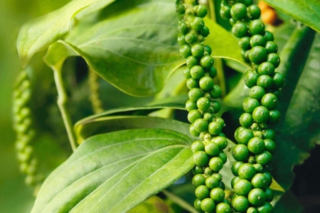 Giá tiêu hôm nay 12/6: Giảm từ 2,000 - 4,000 đồng/kg