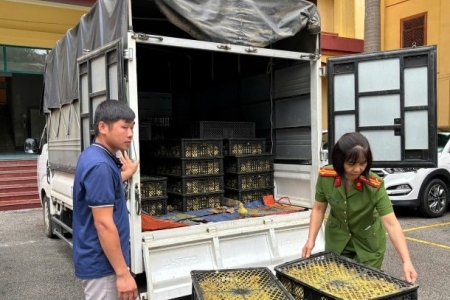 Lạng Sơn: Phát hiện, tạm giữ 6.000 con vịt giống không rõ nguồn gốc