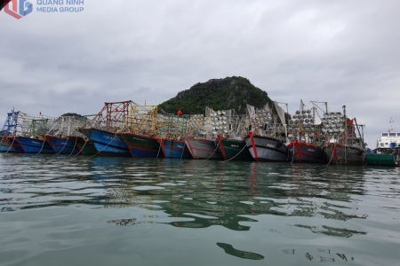 Quảng Ninh: Đảm bảo điều kiện hoạt động các khu neo đậu, tránh trú bão cho tàu cá