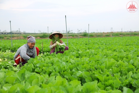 Vĩnh Phúc đẩy mạnh tuyên truyền, nâng cao hiệu quả hoạt động khuyến nông