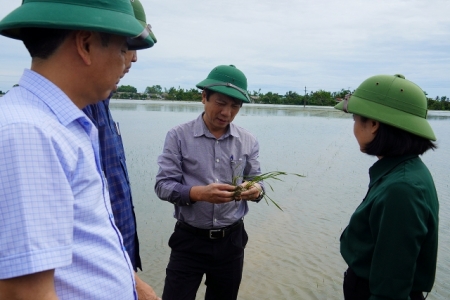 Quảng Trị khẩn trương khôi phục sản xuất sau bão số 1, được hỗ trợ 130 tấn lúa giống từ dự trữ quốc gia