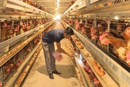 Thanh Hóa: Hoạt động chăn nuôi phát triển ổn định, dịch bệnh được kiểm soát hiệu quả