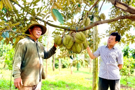 Gia Lai thúc đẩy sản xuất và xuất khẩu sầu riêng