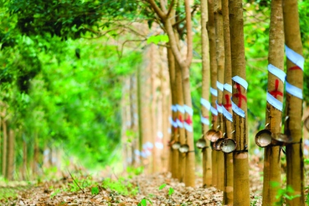 Giá cao su hôm nay 24/6: Thị trường ảm đạm